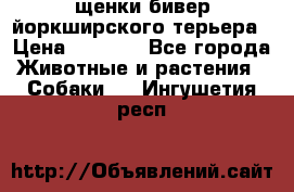 щенки бивер йоркширского терьера › Цена ­ 8 000 - Все города Животные и растения » Собаки   . Ингушетия респ.